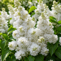 Syringa vulgaris ‘Mme Lemoine’ – liliac alb parfumat, cu flori duble