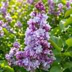 Syringa vulgaris ‘Michel Buchner’ – liliac parfumat cu flori duble, mov-liliachii