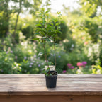 Syringa vulgaris ‘Katherine Havemeyer’ – liliac parfumat cu flori duble, roz-liliachii