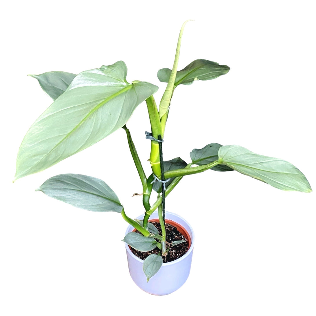Philodendron Silver Queen 