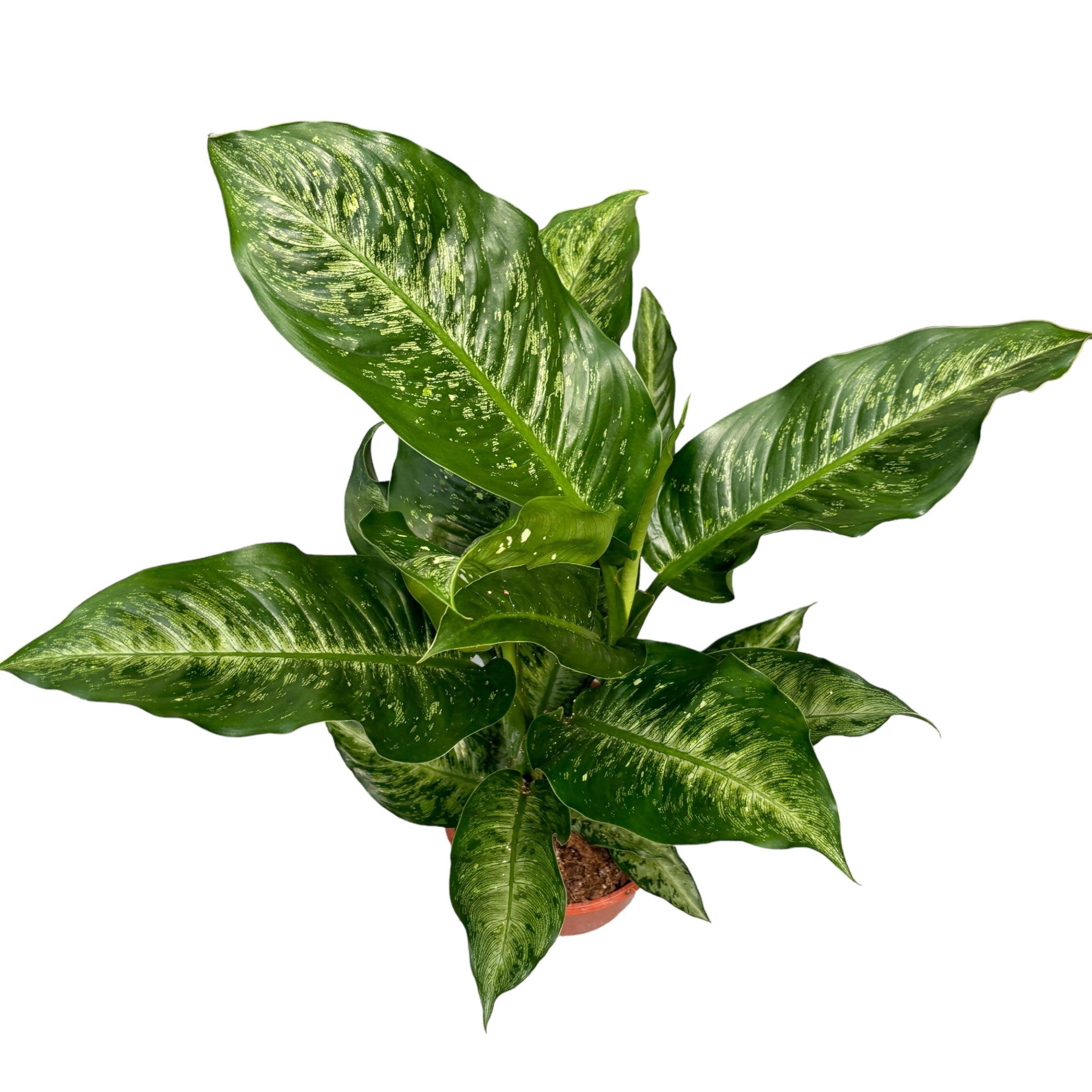 Dieffenbachia 'Memoria Corsii' - 2 plante/ghiveci