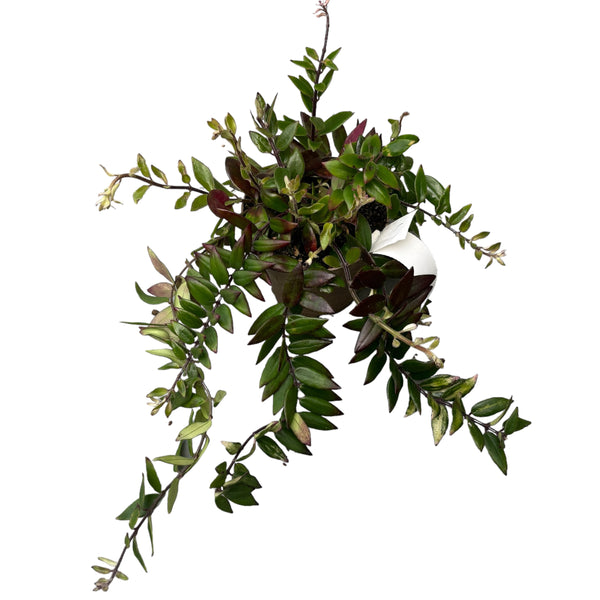 Aeschynanthus gracilis 'Mira' (Lipstick plant, planta ruj)