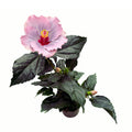 Hibiskus Long Life 'Cato Purple' (2 Pflanzen/Topf)