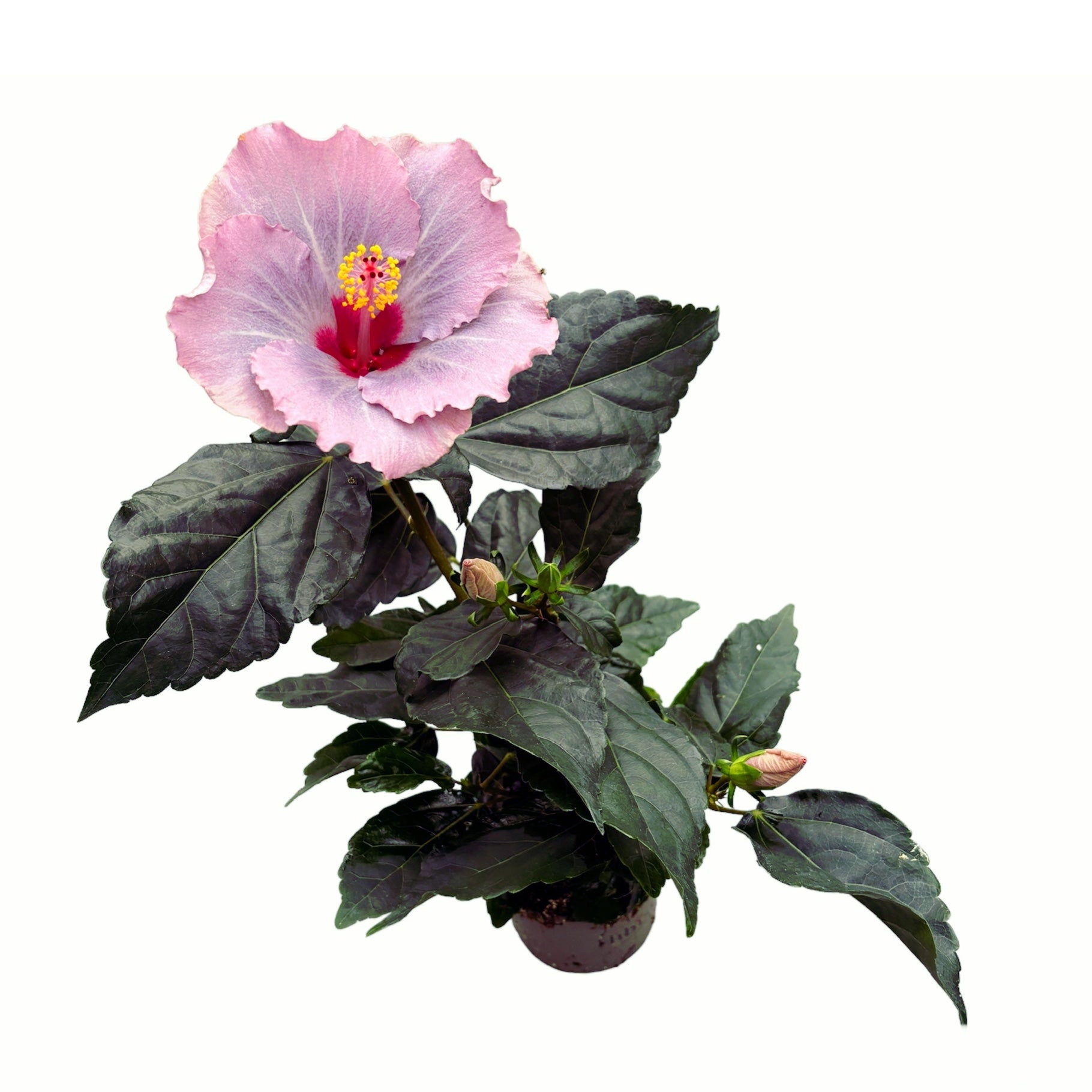 Hibiszkusz Long Life 'Cato Purple' (2 növény/cserép)