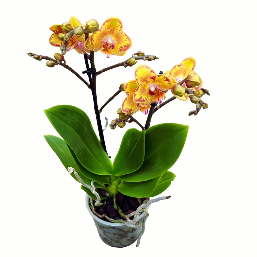 Phalaenopsis Limpopo