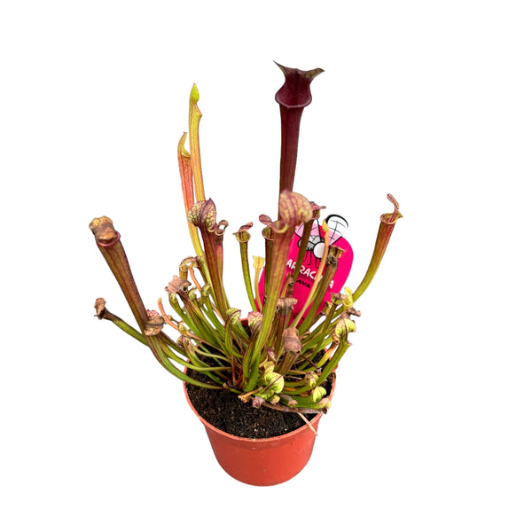 Sarracenia Flava - planta ulcior