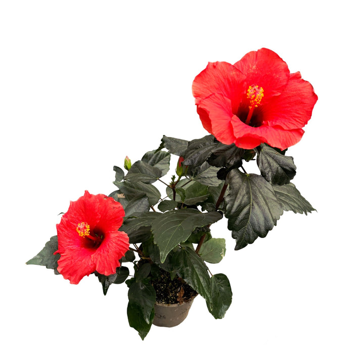 Hibiscus 'Adonicus Orange'