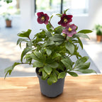 Helleborus orientalis ‘Viv Victoria’ (Spanz) - exemplaires XL