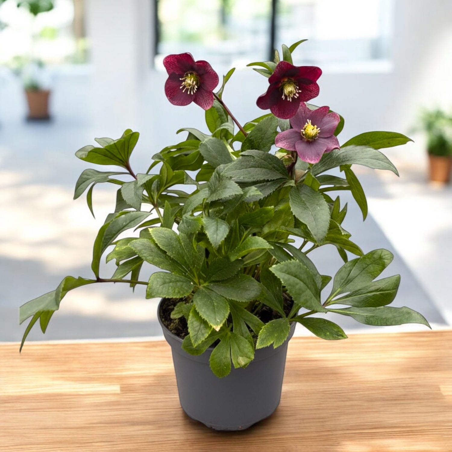 Helleborus orientalis ‘Viv Victoria’ (Spanz) - okazy XL