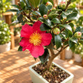 Bonsai Camellia sasanqua „Yuletide“ - Herbstkamelie in Bonsai-Form