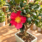 Bonsai Camellia sasanqua „Yuletide“ - Herbstkamelie in Bonsai-Form