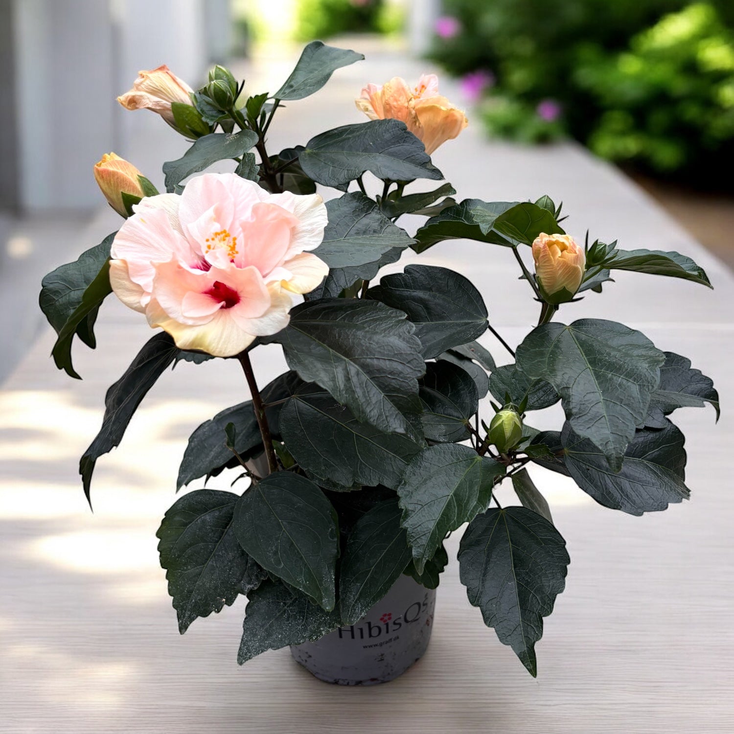 Ίβισκος Adonicus 'Double White' - διπλά λουλούδια XL (2-3 φυτά/γλάστρα)