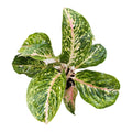 Aglaonema Stratos