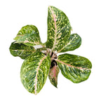 Aglaonema Stratos