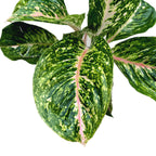 Aglaonema Stratos