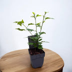 Hibiskus syriacus 'Hamabo' - preisgekrönter Gartenhibiskus