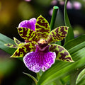 Zygopetalum hybride - fleurs intensément parfumées