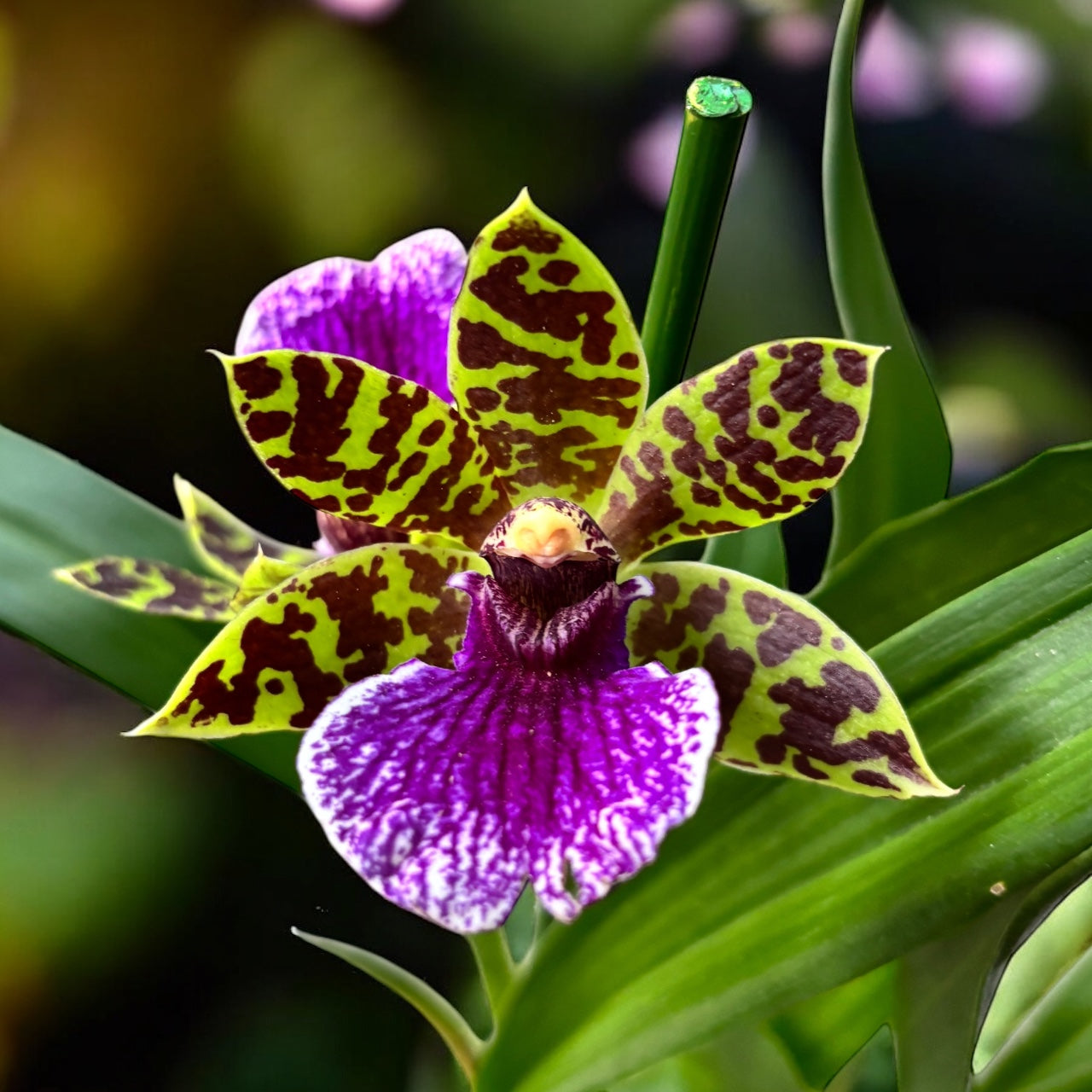 Zygopetalum hybride - fleurs intensément parfumées