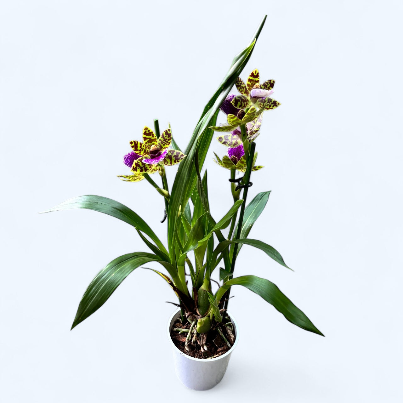 Zygopetalum hybride - fleurs intensément parfumées