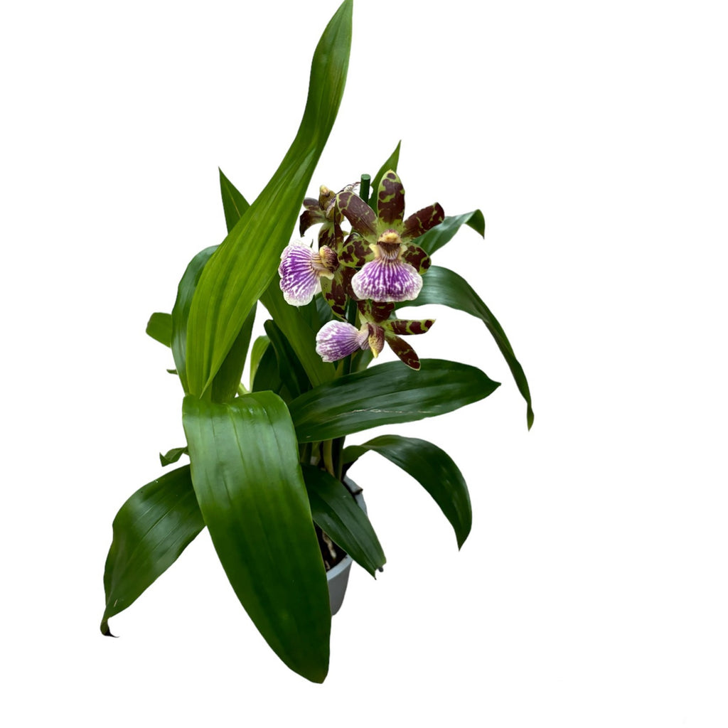 Zygopetalum-hybridi #02 * tuoksuva