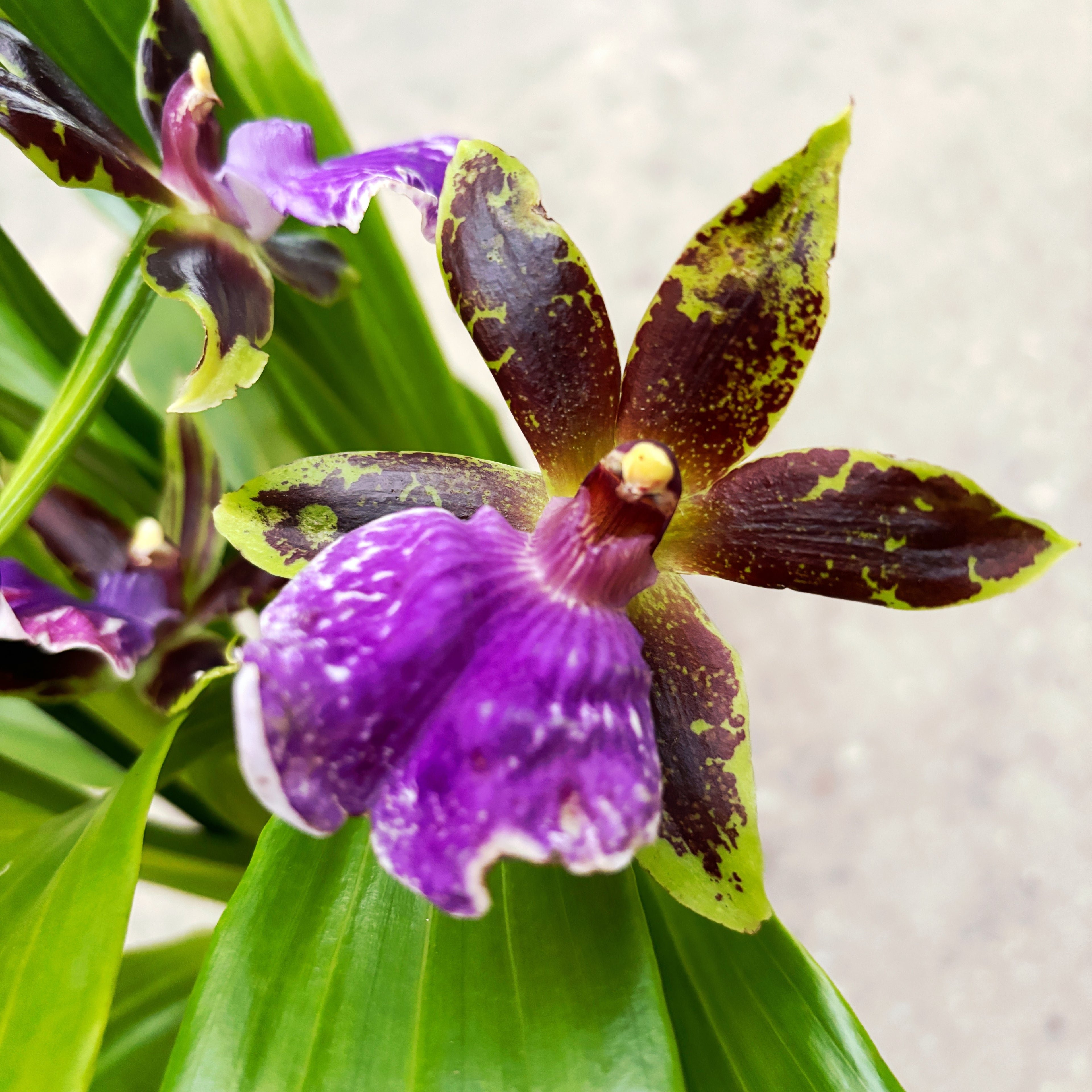 Zygopetalum ibrido #02 * profumato