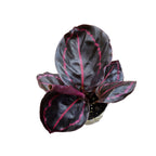 Calathea roseopicta 'Dottie' bébé plante