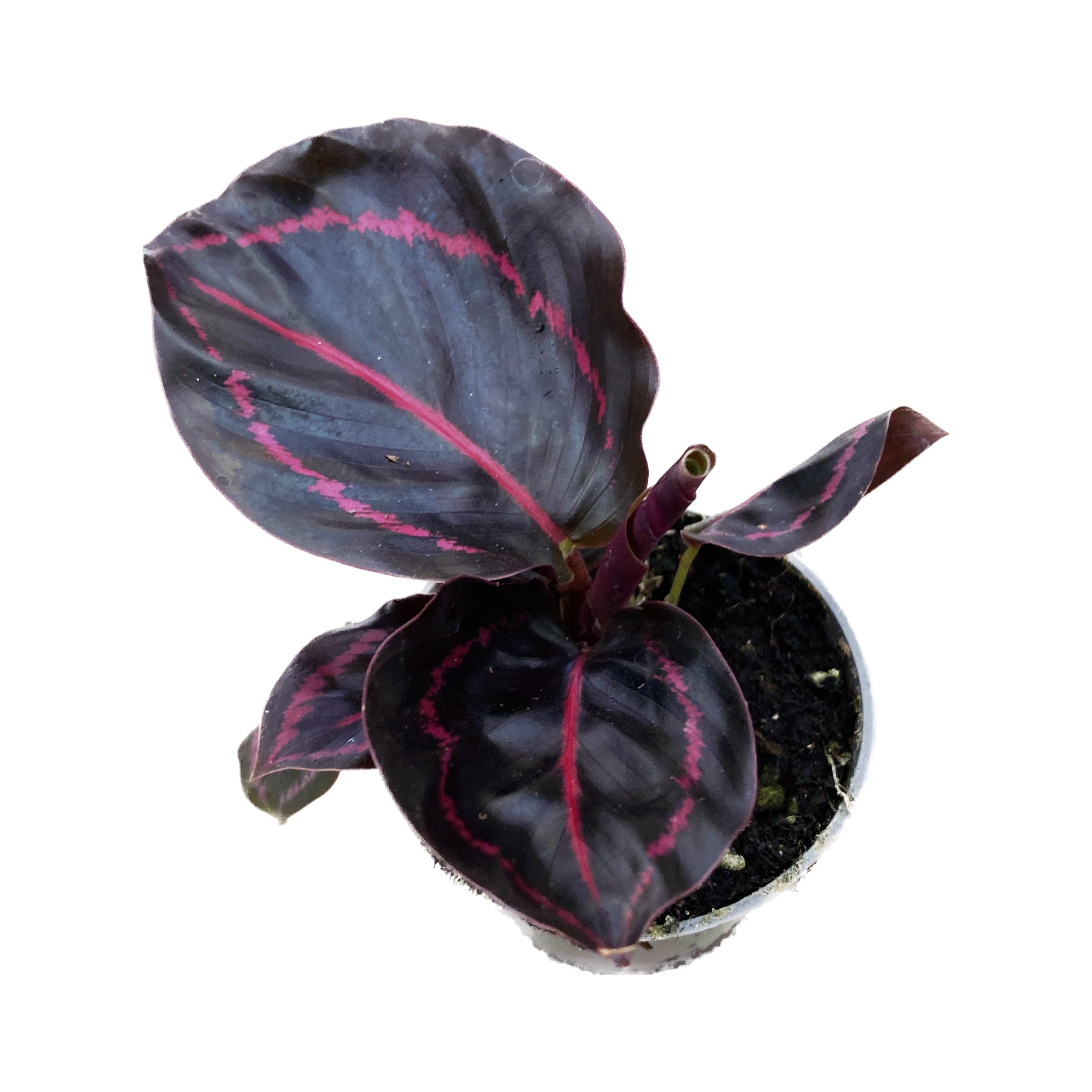 Calathea roseopicta 'Dottie' babyplant