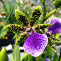 Zygopetalum maculatum 'Trozy Blue' - intenzívne voňavý