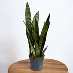 Sansevieria trifasciata 'Black Coral' (mother-in-law's tongue)