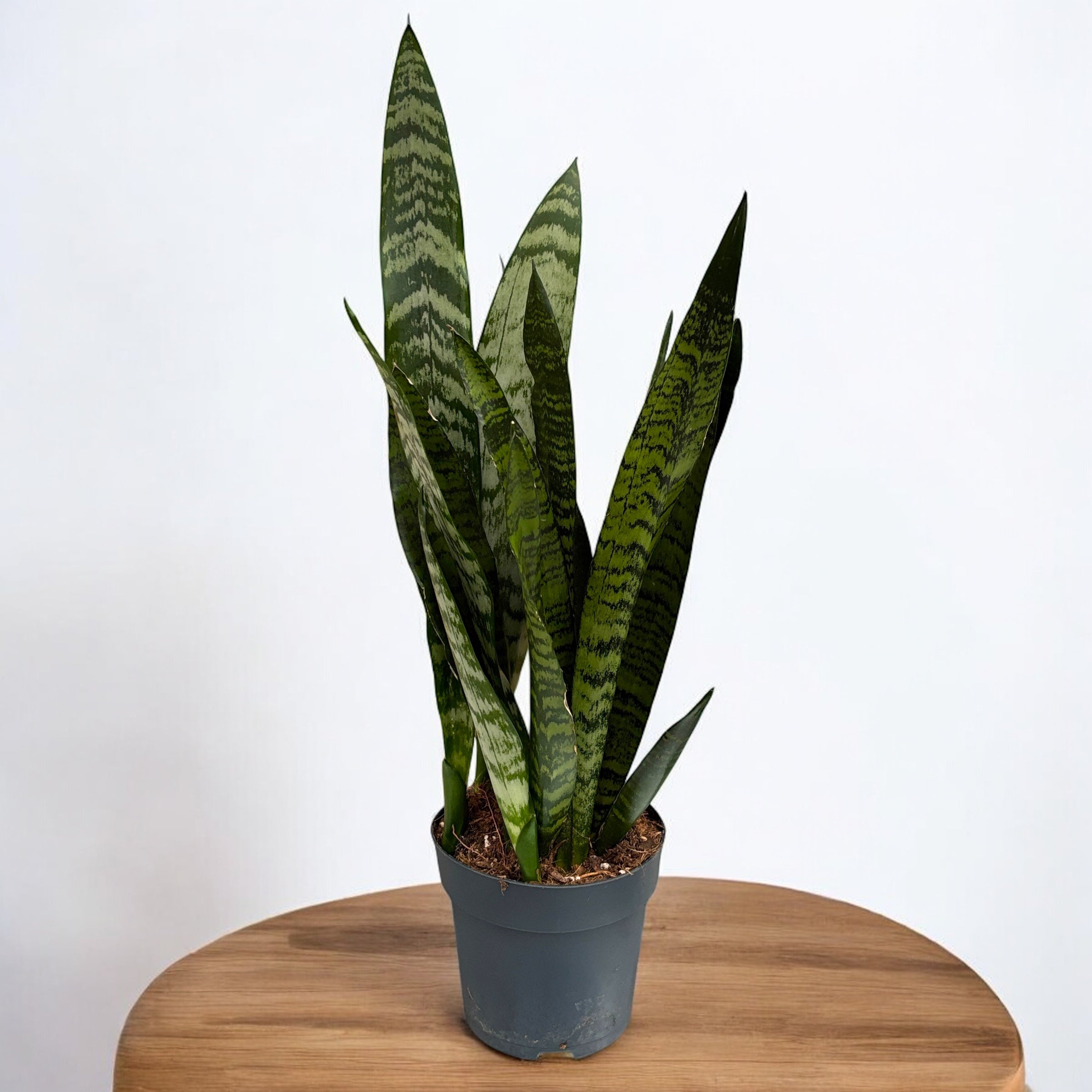 Sansevieria trifasciata 'Black Coral' (limba soacrei)