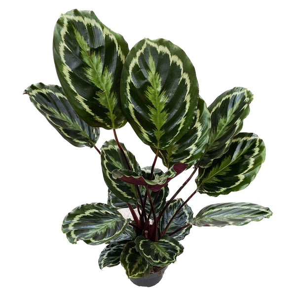Calathea Medallion XL - Pfauenpflanze