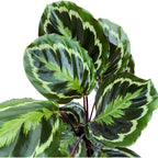 Calathea Medallion XL - Φυτό παγώνι