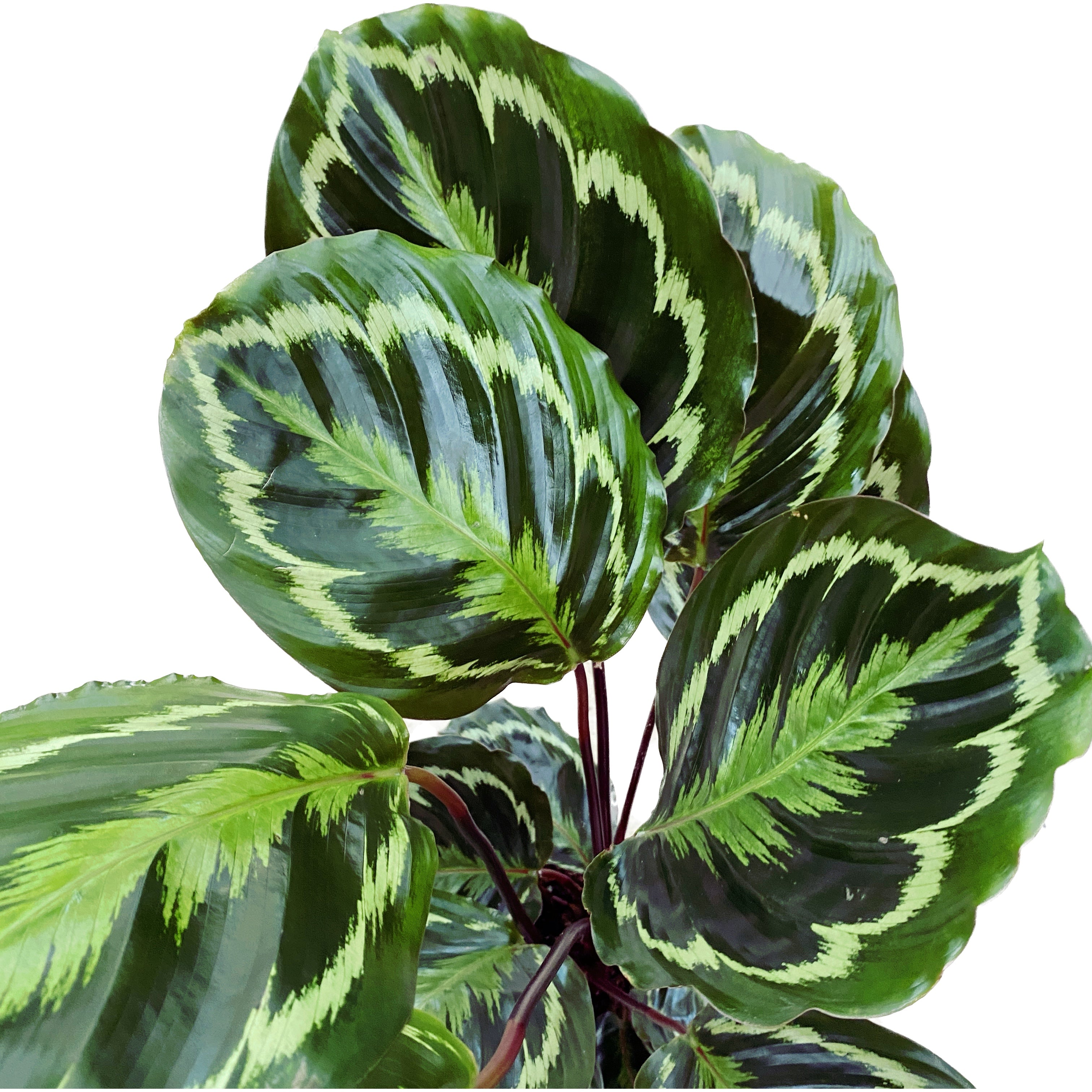 Calathea Medallion XL - Planta paun
