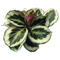 Calathea 'Marion' (planta paun)
