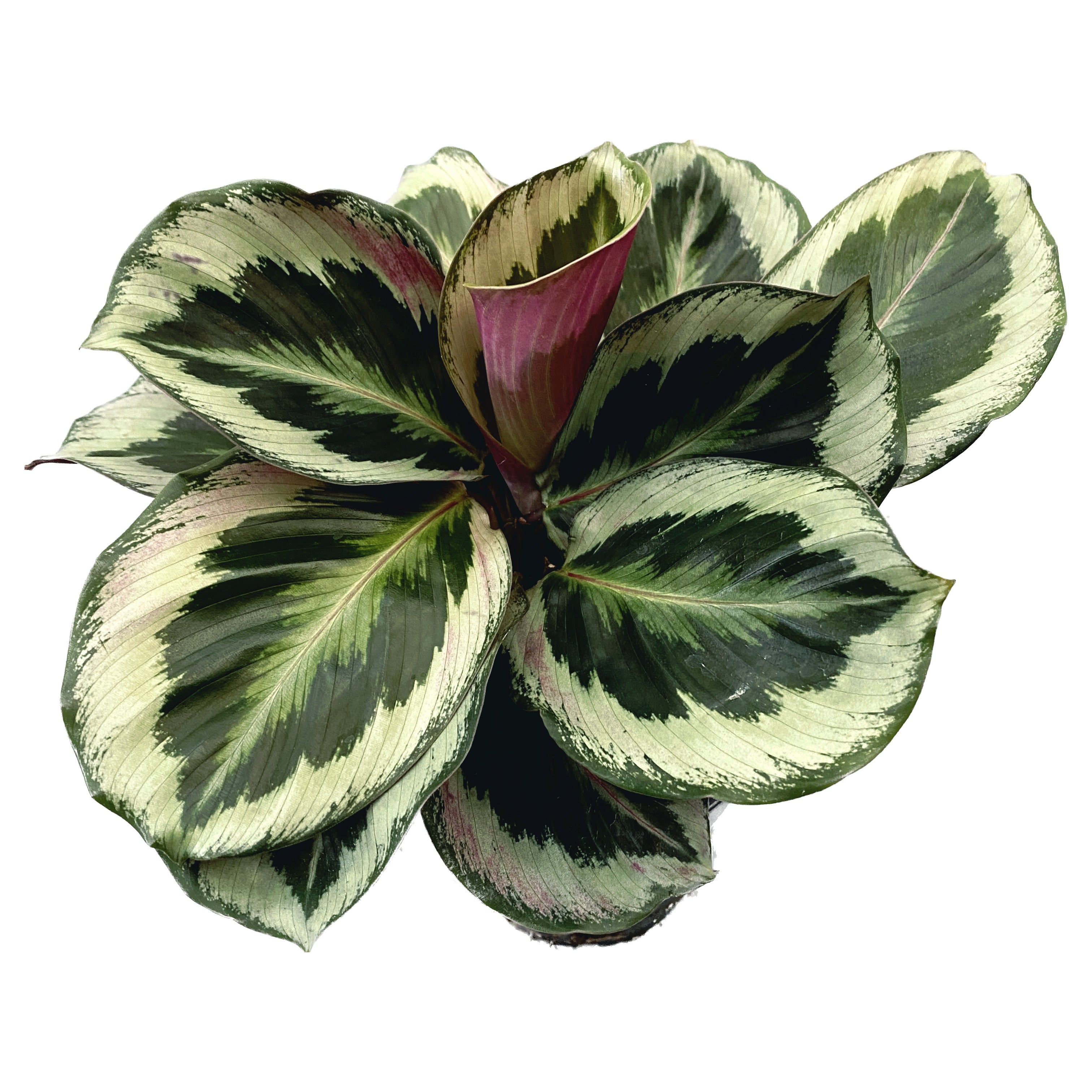 Calathea 'Marion' (planta paun)