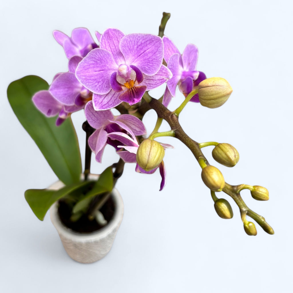 Phalaenopsis Sogo Vivien Blue
