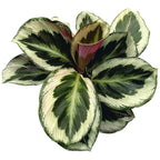 Calathea 'Marion' (planta paun)