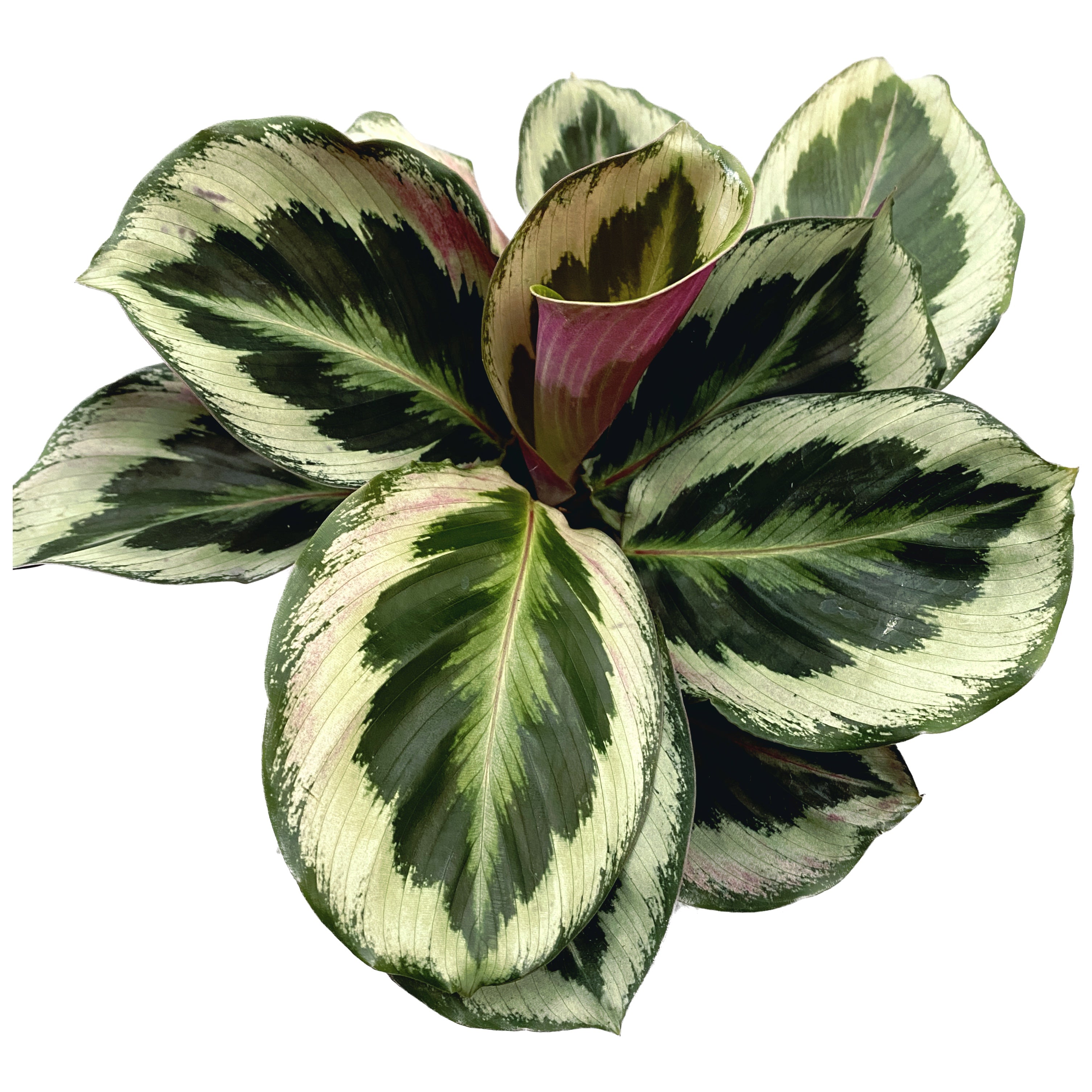 Calathea 'Marion' (planta paun)