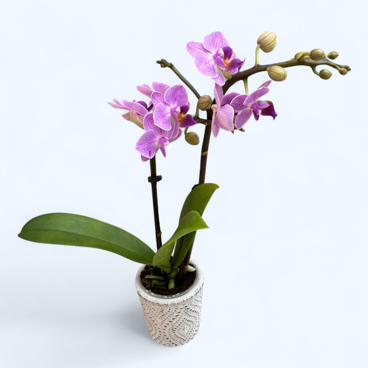 Phalaenopsis Sogo Vivien Blue