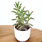 Kalanchoe 'Pink Butterfly' (Ružová matka tisícov) D8