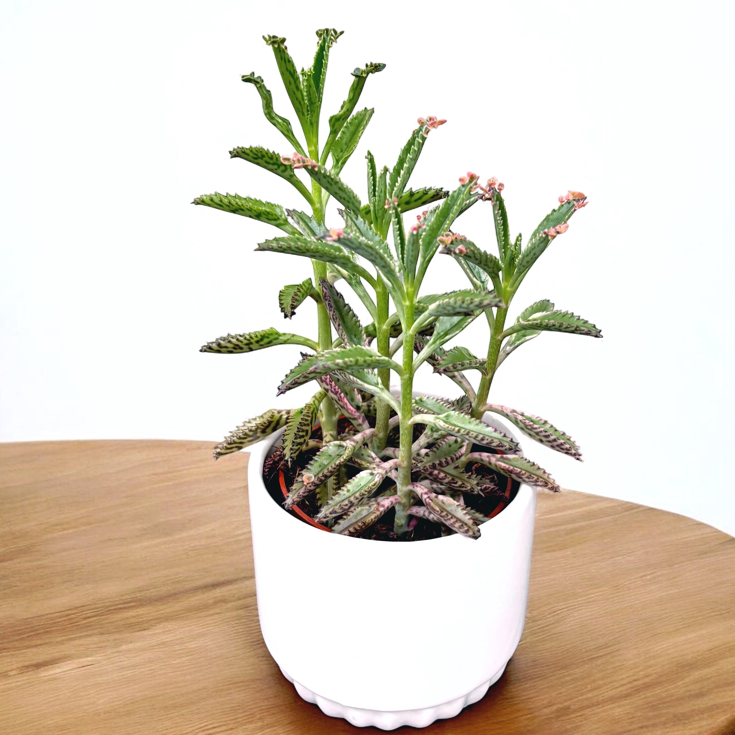 Kalanchoe 'Pink Butterfly'  (Pink Mother of Thousand) D8