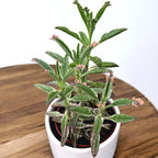 Kalanchoe 'Pink Butterfly' (Ružová matka tisícov) D8