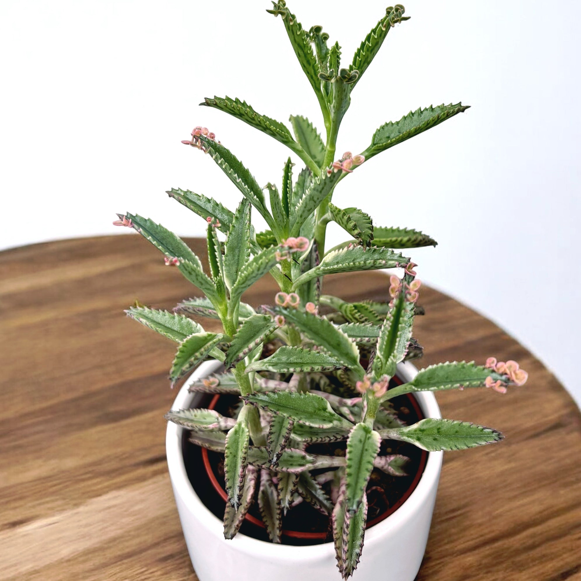 Kalanchoe 'Pink Butterfly'  (Pink Mother of Thousand) D8