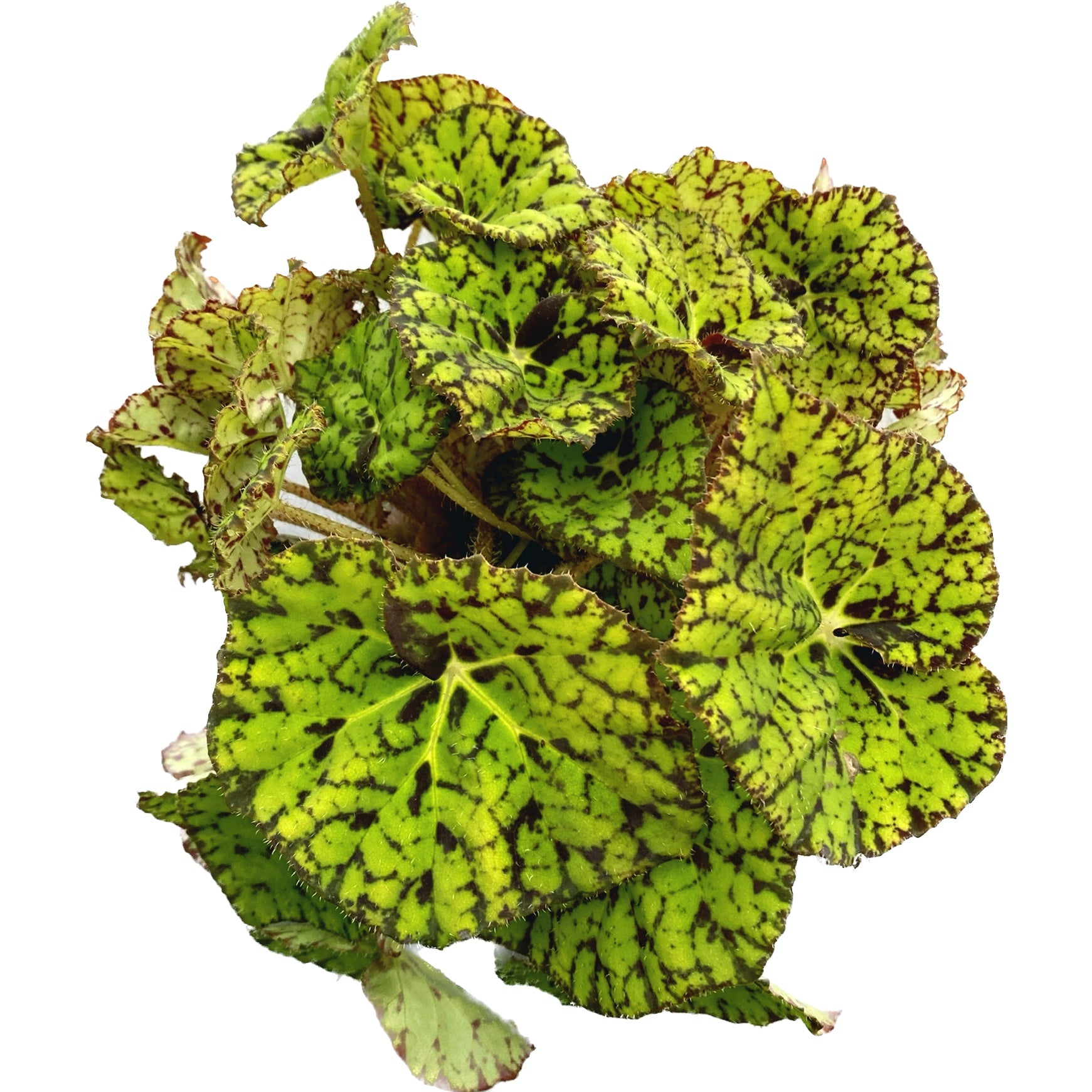 Begonia 'Lime Fever'