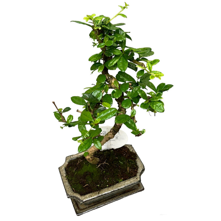 Bonsai Carmona forma S