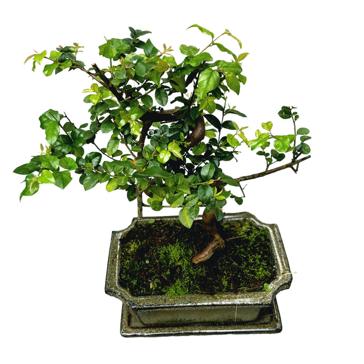 Bonsai Sageretia forma S