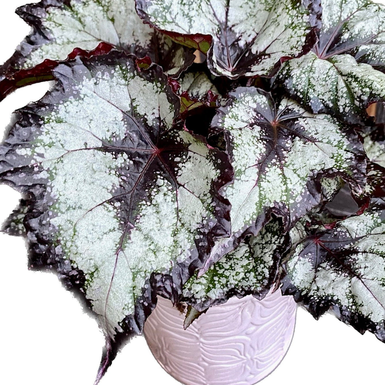 Begonia 'Green Valley'