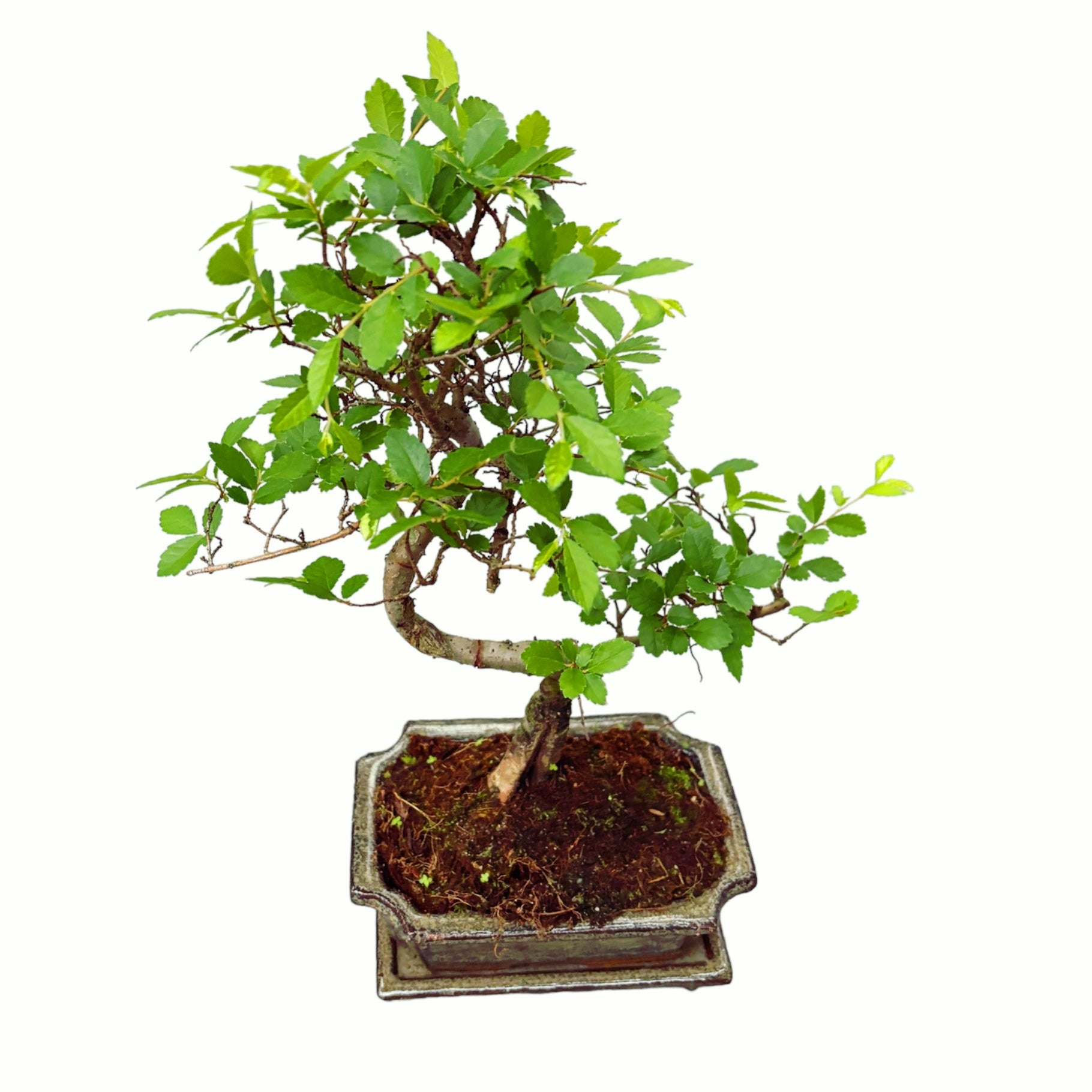 Bonsai Zelkova (Ulmul Japonez) forma S – Secret Garden Plant Shop