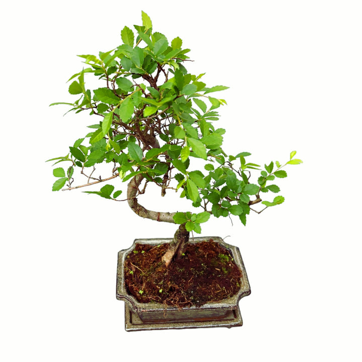 Bonsai Zelkova (Ulmul Japonez) forma S