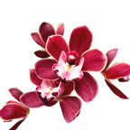 Cymbidium Fido (curgator)
